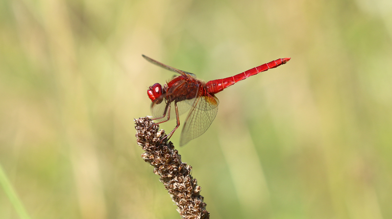 Feuerlibelle