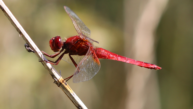 Feuerlibelle