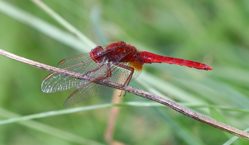 Feuerlibelle