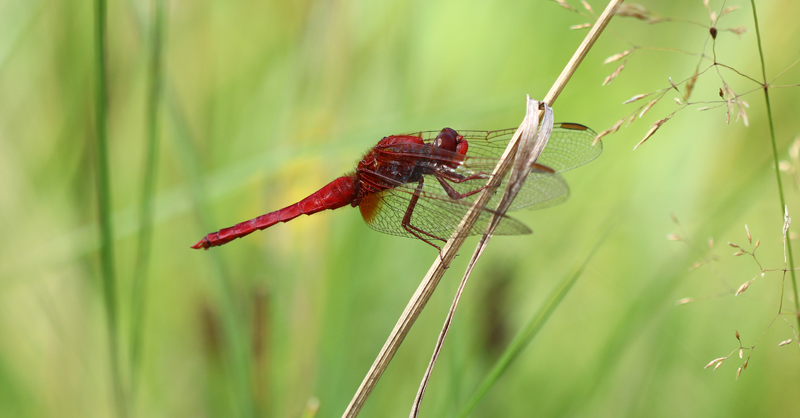 Feuerlibelle