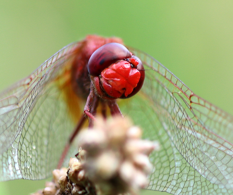 Feuerlibelle