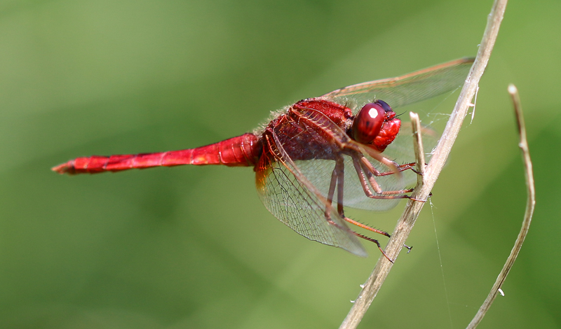 Feuerlibelle