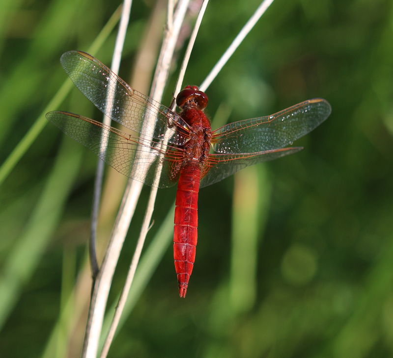 Feuerlibelle