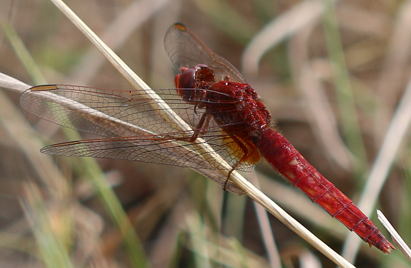 Feuerlibelle