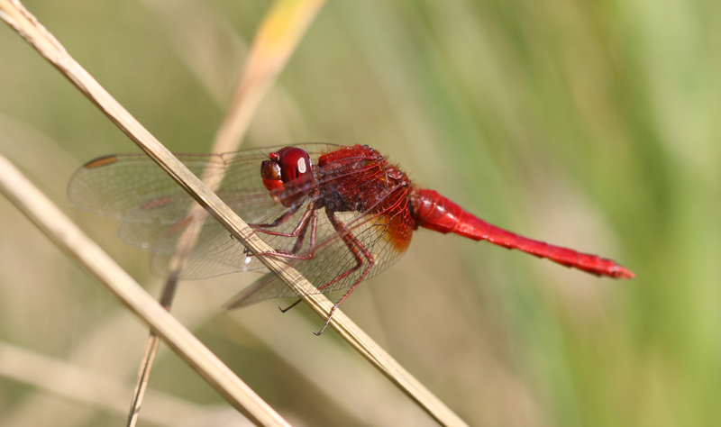 Feuerlibelle