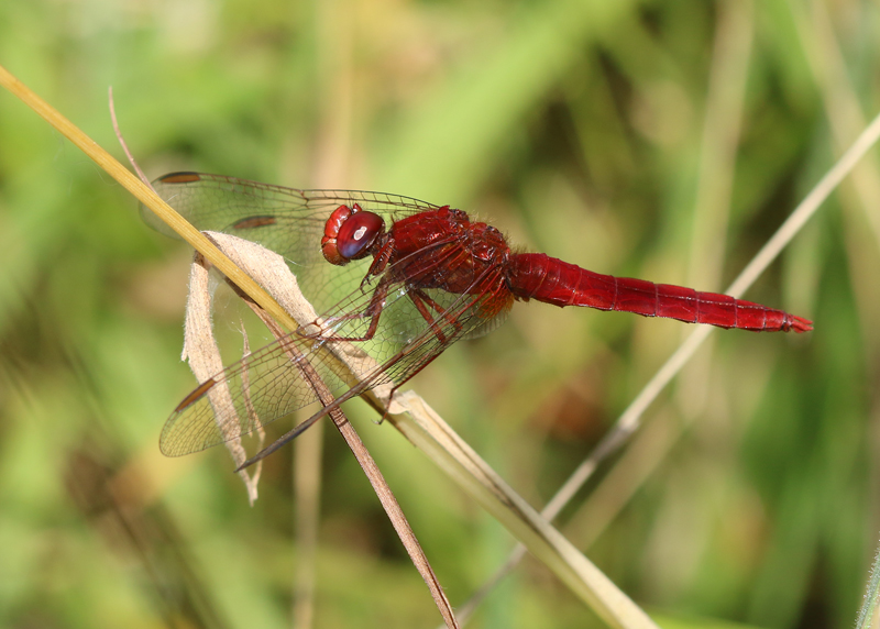 Feuerlibelle