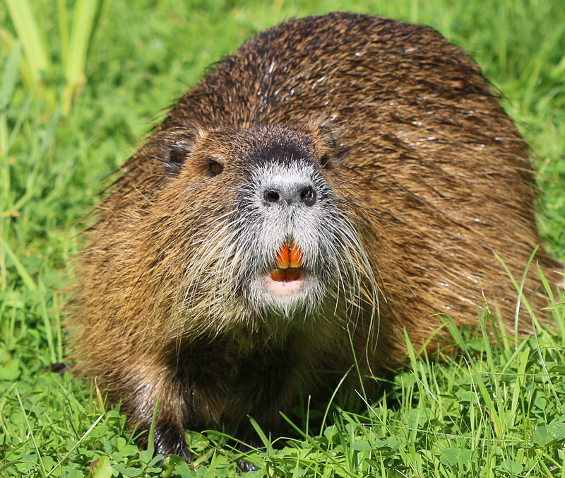 Nutria