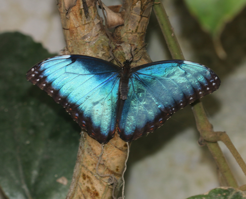 Blauer Morphofalter