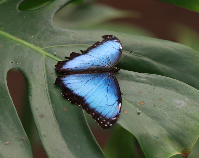 Blauer Morphofalter - © Bea