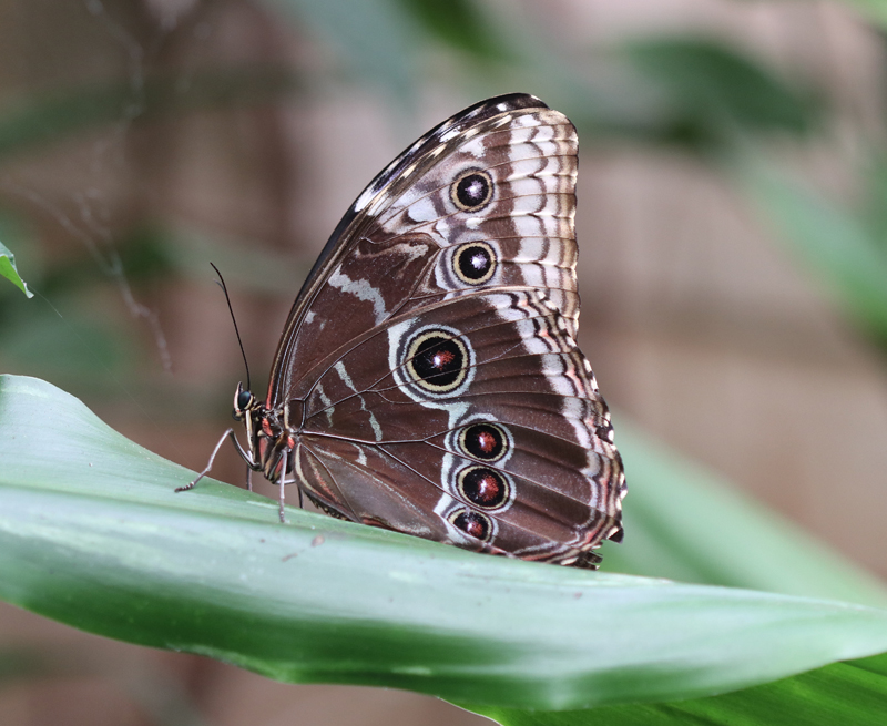 Blauer Morphofalter