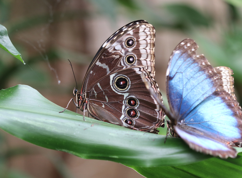 Blauer Morphofalter