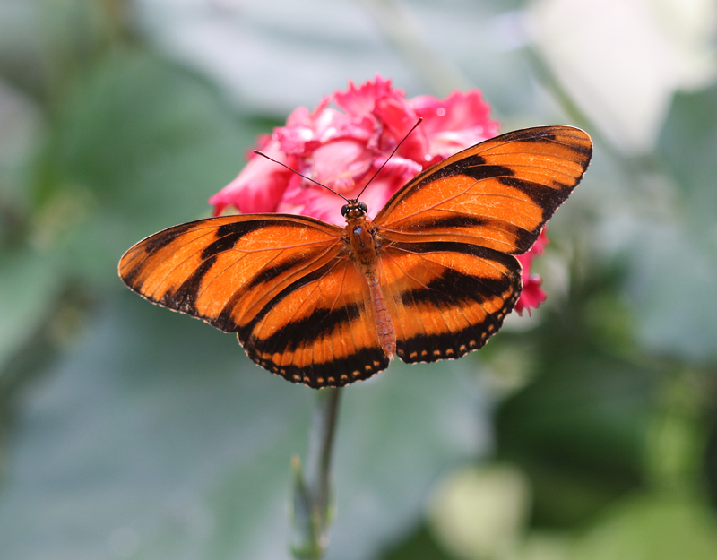 Gebänderter Orange Heliconian