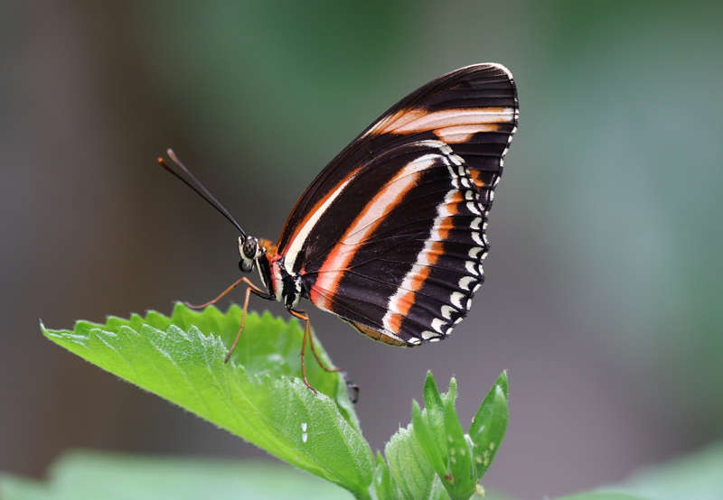 Gebänderter Orange Heliconian