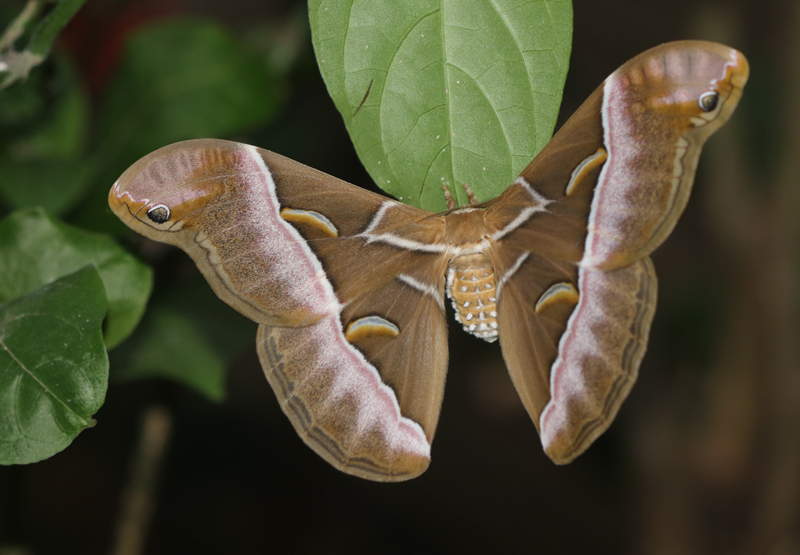 Giant Silk Moth