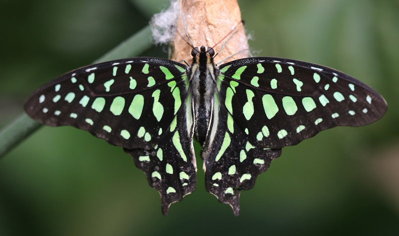 Grüner Kolibri