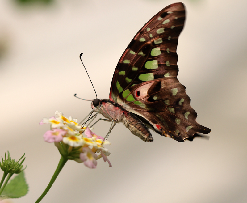 Grüner Kolibri