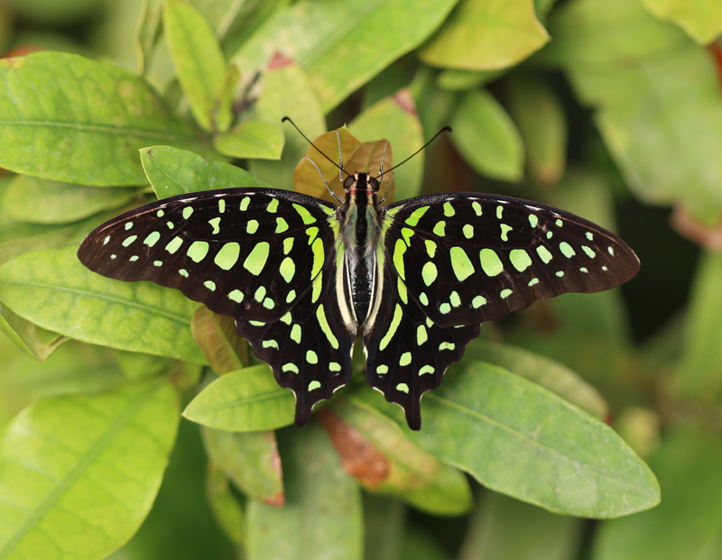 Grüner Kolibri - © Bea