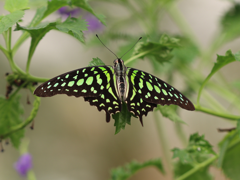 Grüner Kolibri