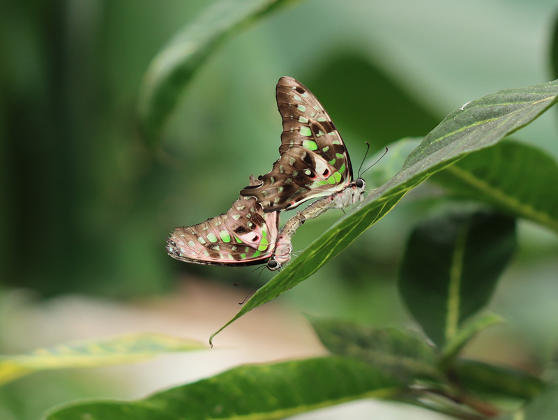 Grüner Kolibri  - © Bea