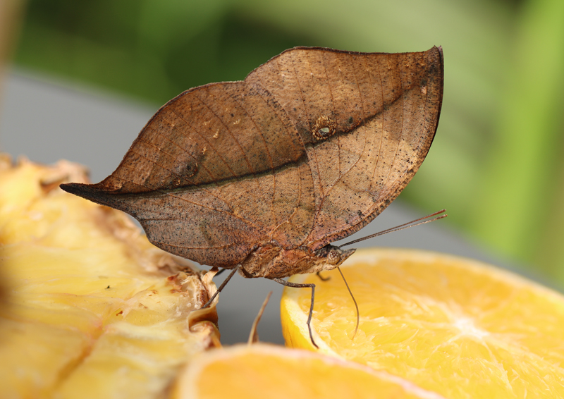 Indischer Blattschmetterling