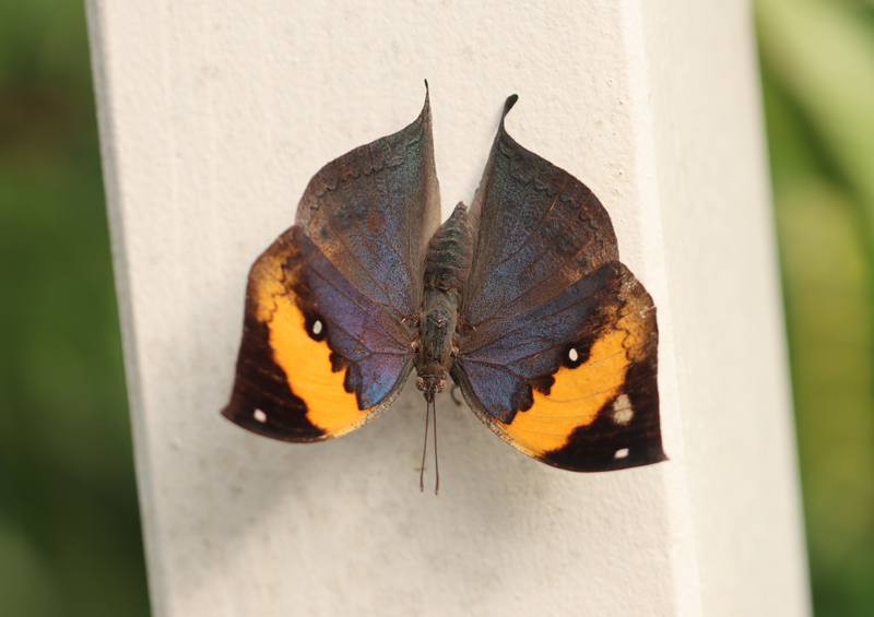 Indischer Blattschmetterling - © Bea