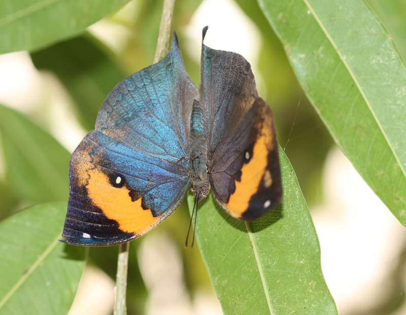 Indischer Blattschmetterling