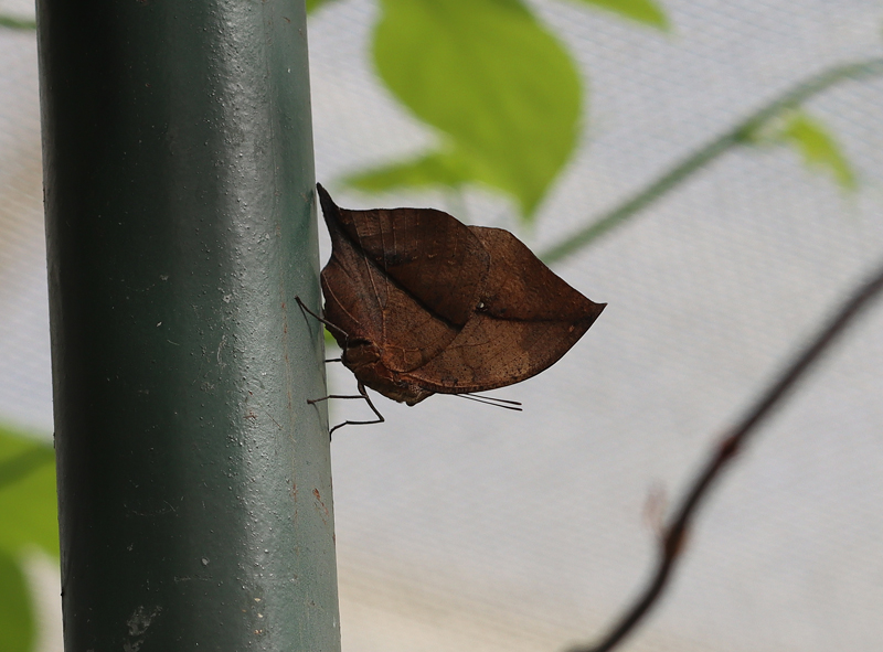 Indischer Blattschmetterling - © Bea