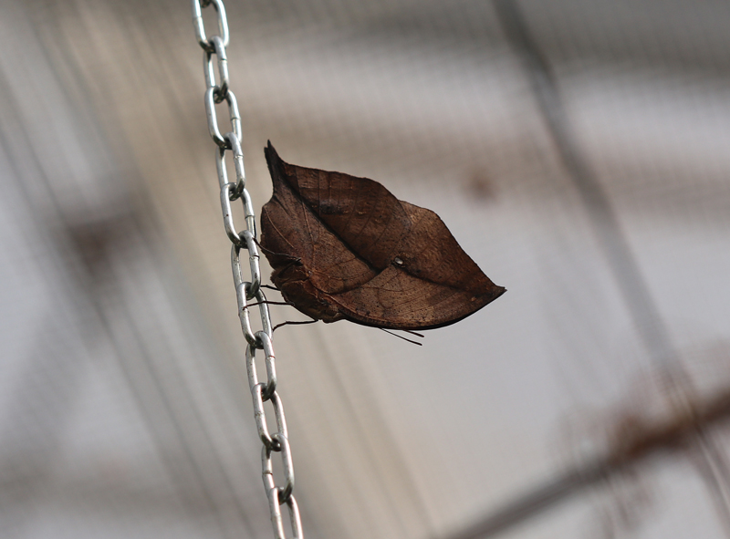 Indischer Blattschmetterling