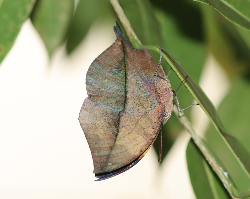 Indischer Blattschmetterling