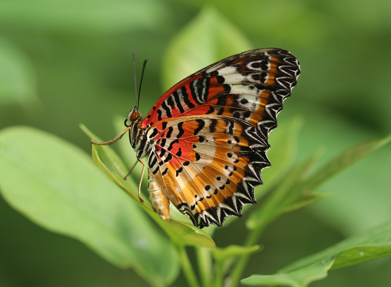 Malaiische Florfliege