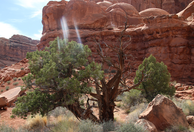 Arches National Park