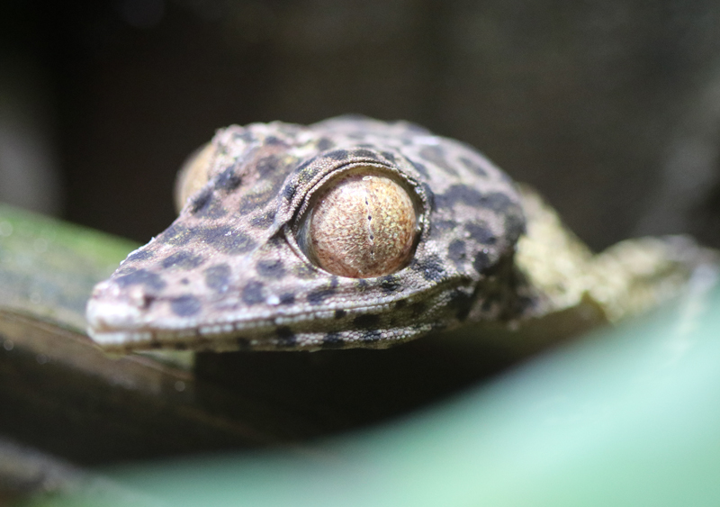 Henkels Plattschwanzgecko