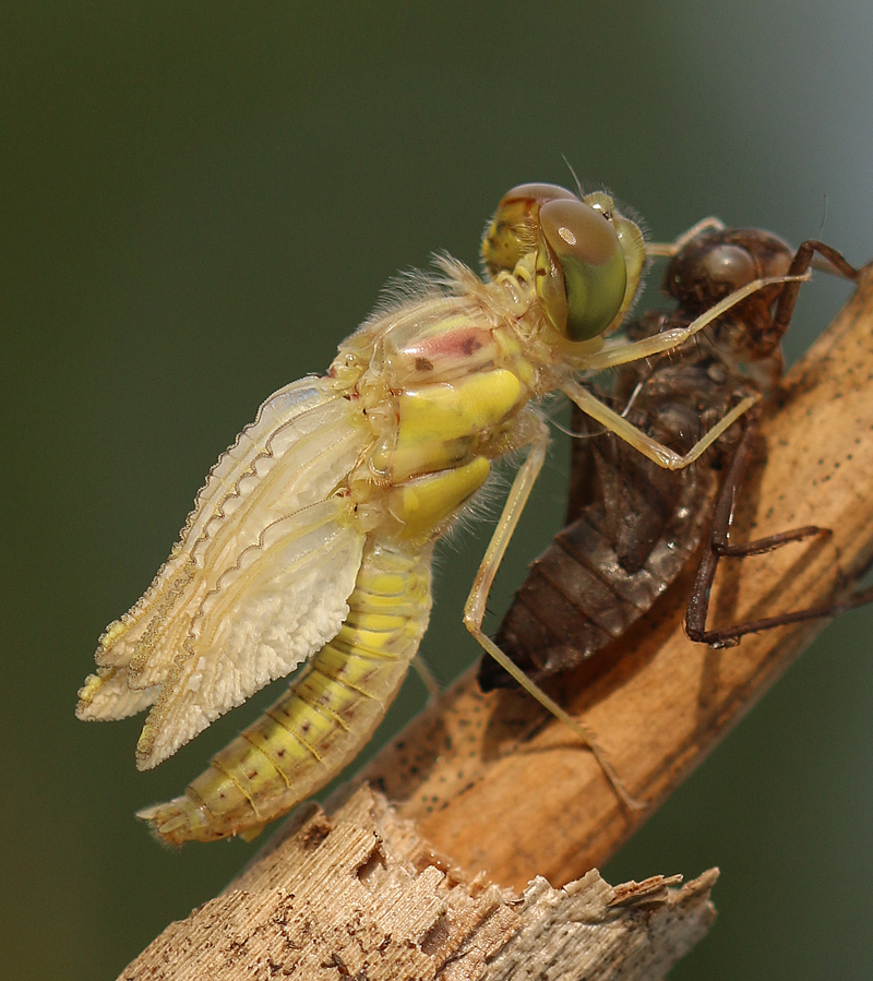 Große Heidelibelle