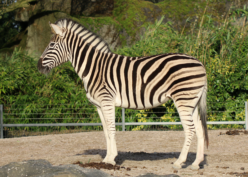 Chapman-Steppenzebra