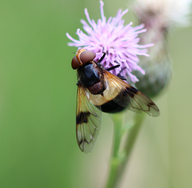 Gemeine Waldschwebfliege