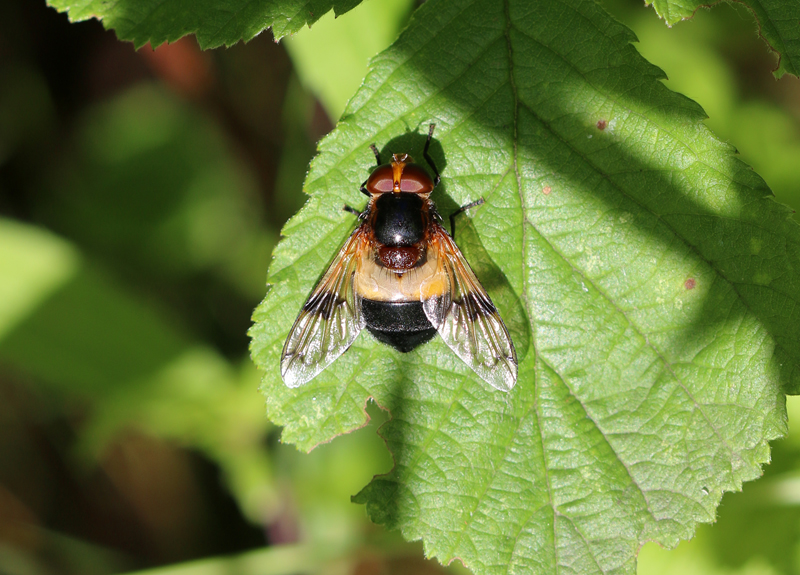 Gemeine Waldschwebfliege