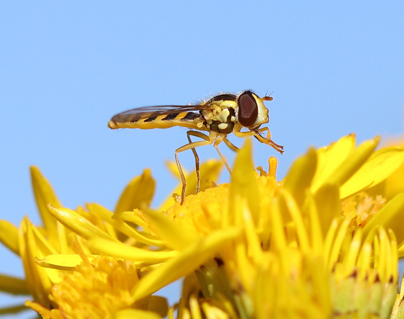 Gewöhnliche Langbauchschwebfliege