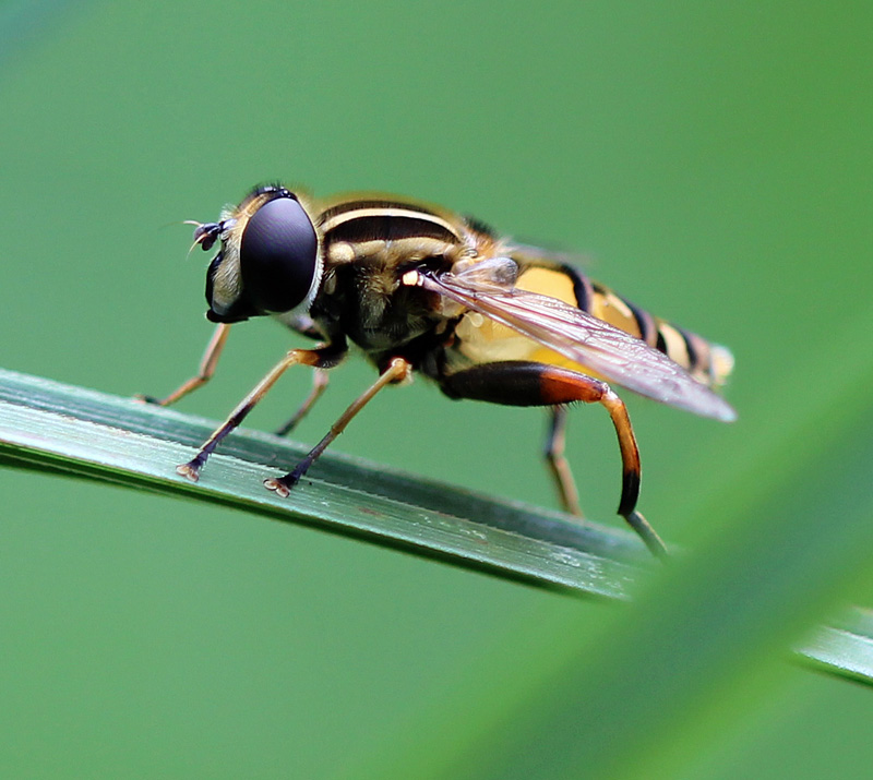 Große Sumpfschwebfliege