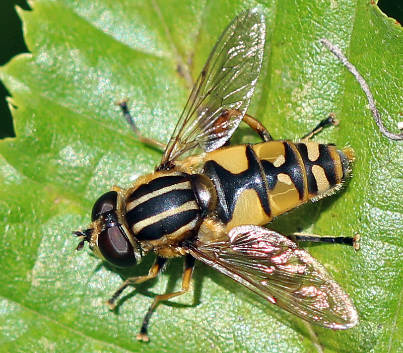 Große Sumpfschwebfliege