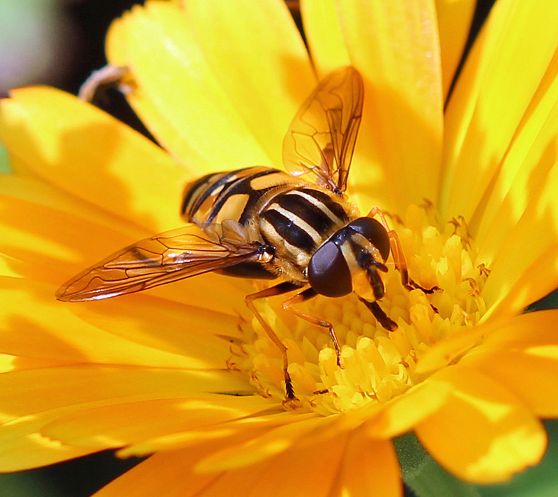 Große Sumpfschwebfliege