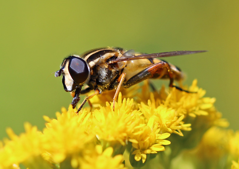 Große Sumpfschwebfliege