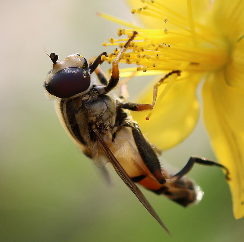 Große Sumpfschwebfliege