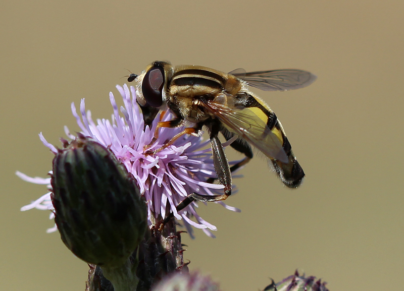 Große Sumpfschwebfliege