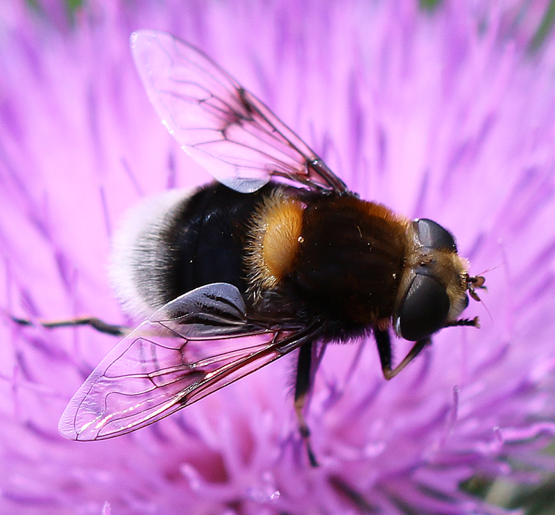 Hummel-Waldschwebfliege