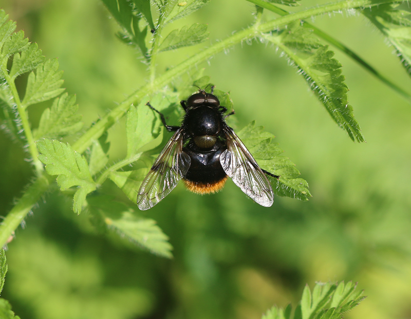 Hummel-Waldschwebfliege