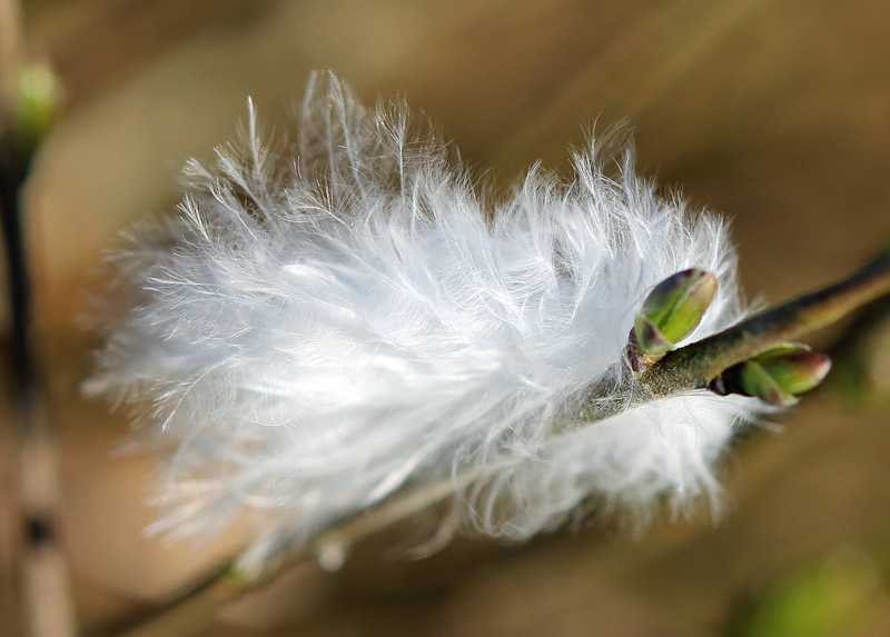 Naturfotografie