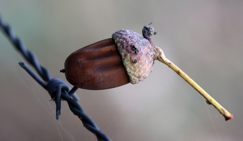 Naturfotografie