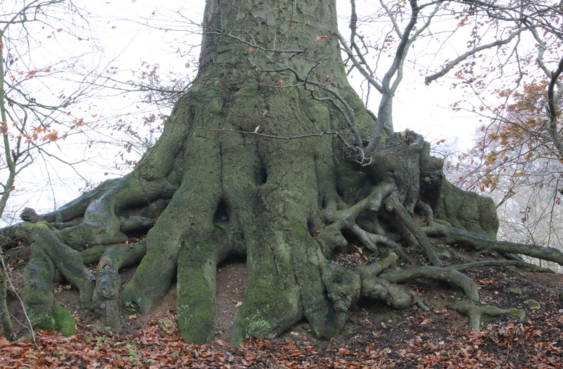 Naturfotografie