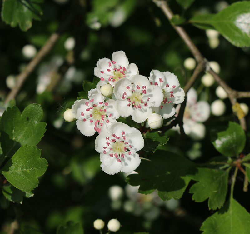 Naturfotografie