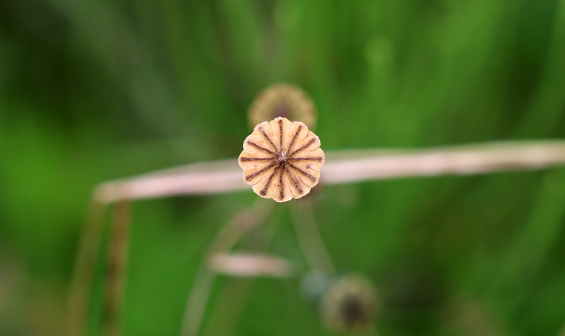 Schlafmohn